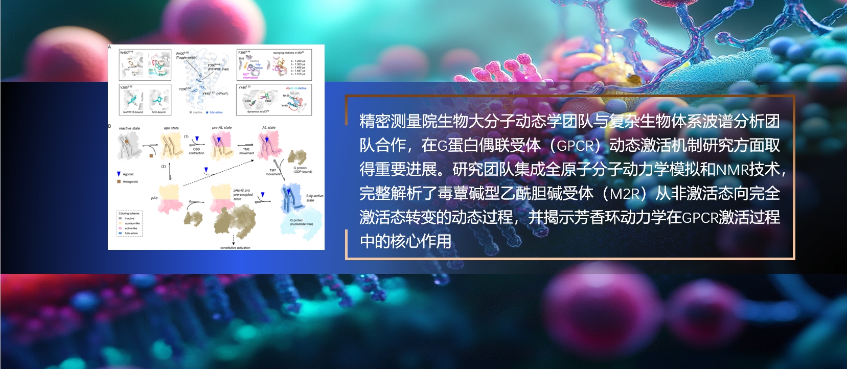 精密测量院在GPCR动态激活机制研究领域取得重要突破